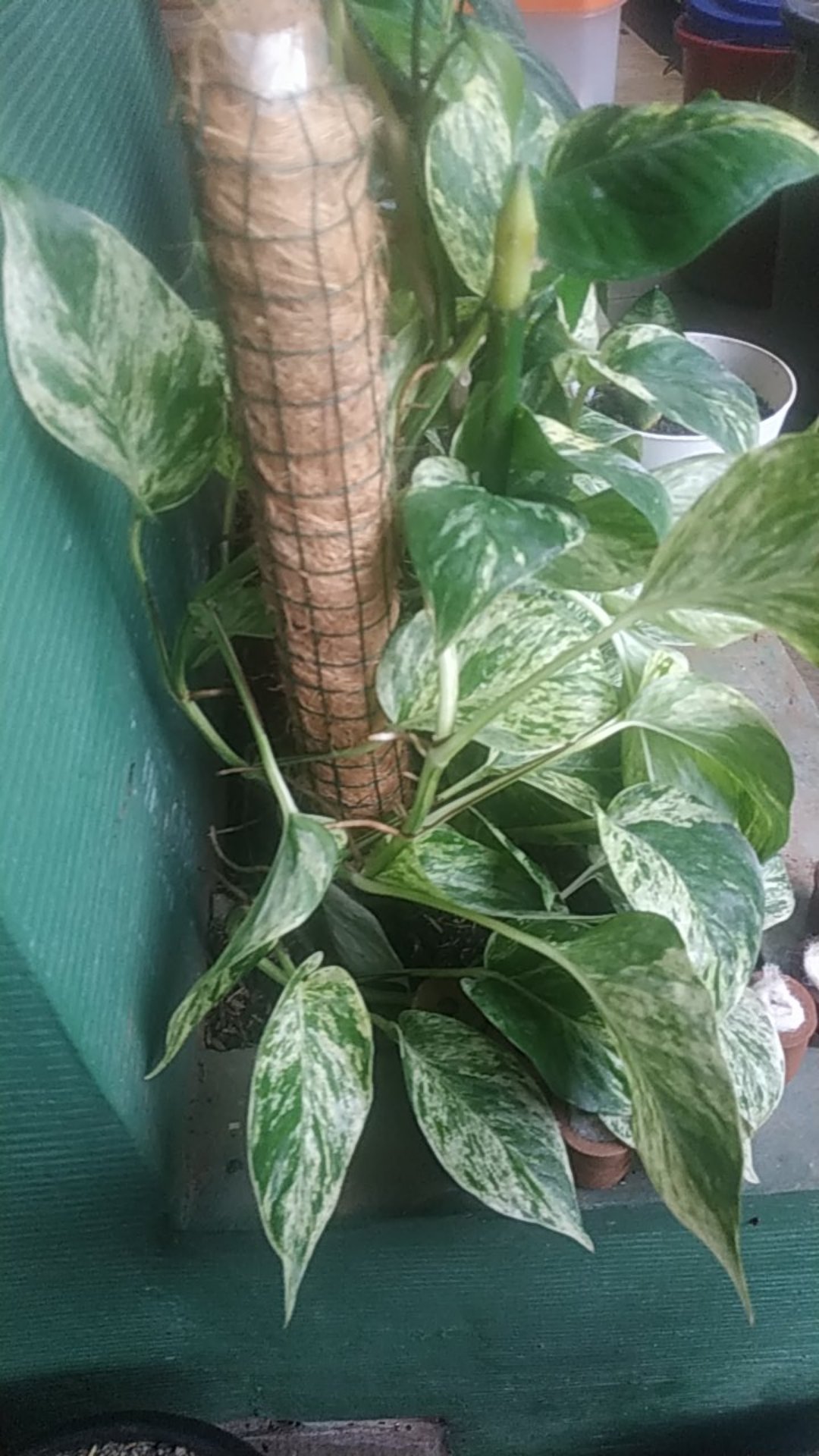 Turus Rambatan Serabut Kelapa 40 Cm