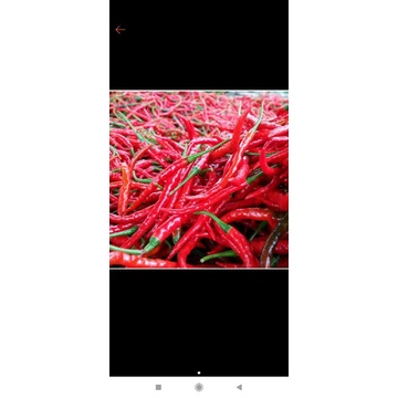 

cabe merah keriting 250gram