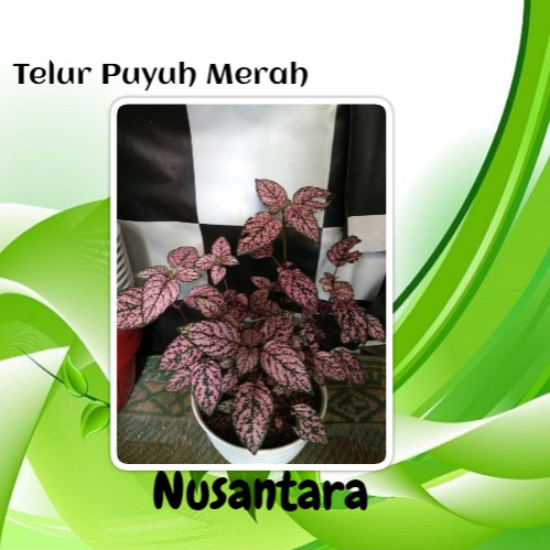 Bibit Tanaman Telur Puyuh Merah