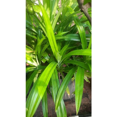 

FRESH Daun Pandan 100gr