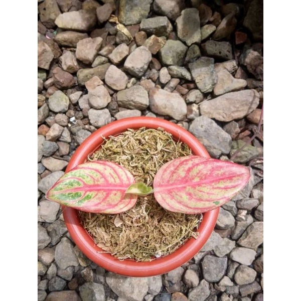 aglonema maeswara merah anakan baby alam  indah flora
