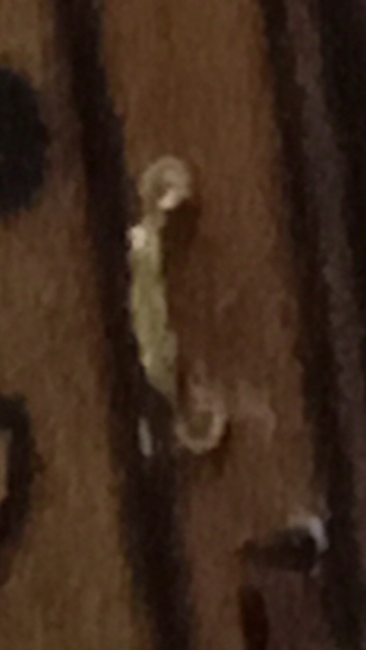 Handle Tarikan Pegangan Lemari Laci Obral Murah Plastik Kj 900 Gold