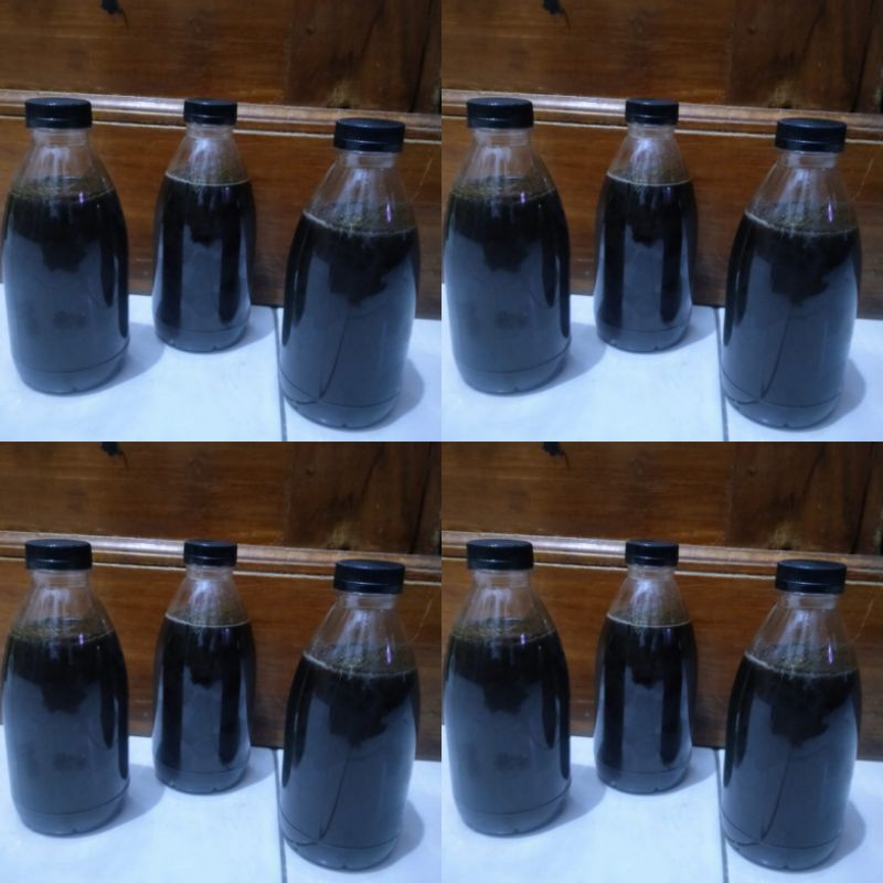 

madu klanceng Trigona