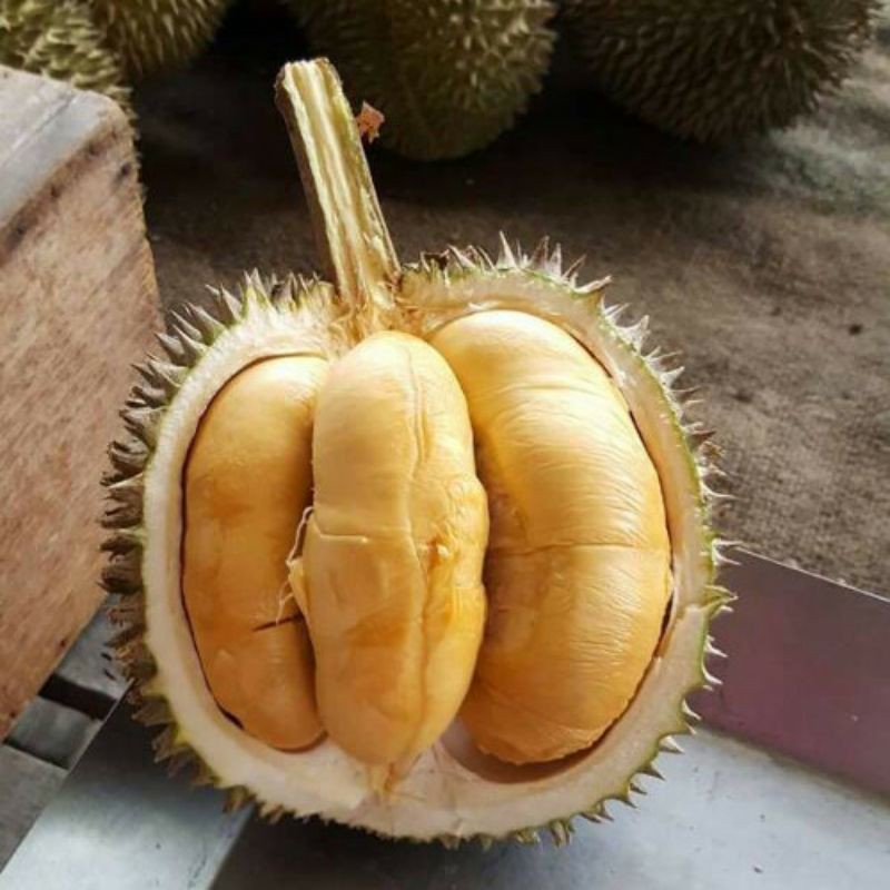 Durian duri hitam