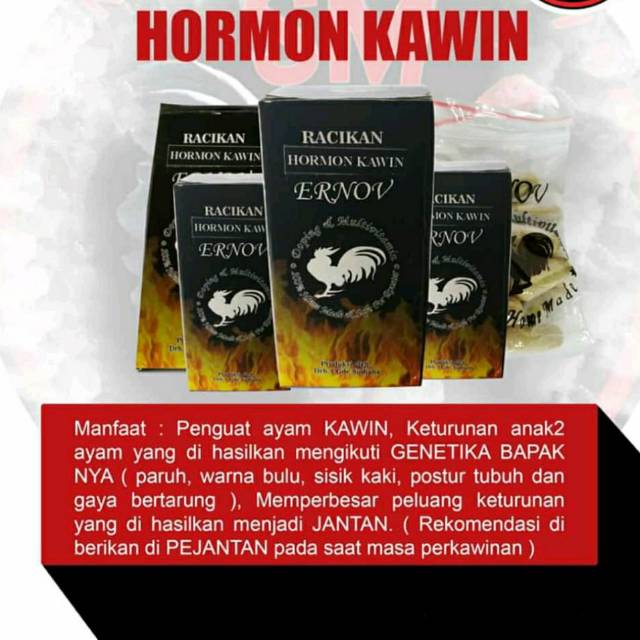 Ernov Hormon Kawin