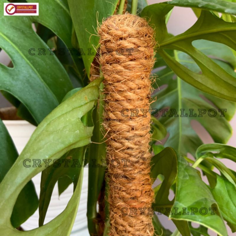 turus rambatan peyangga tanaman rambat panjang 100cm - TURUS LILIT
