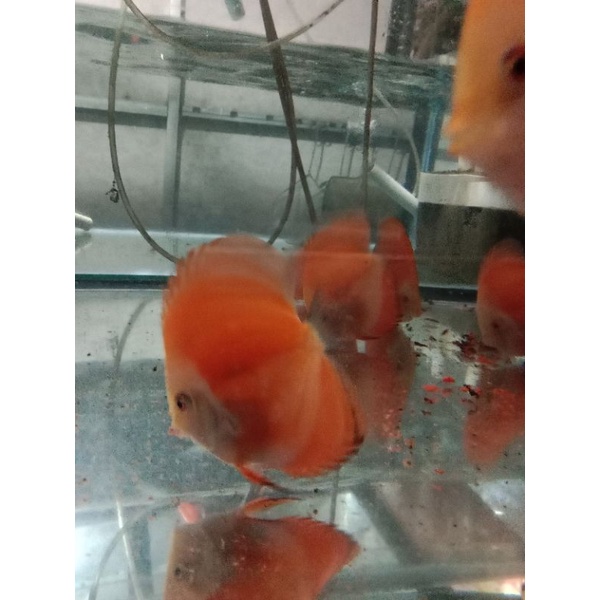 Discus Red melon 2inch
