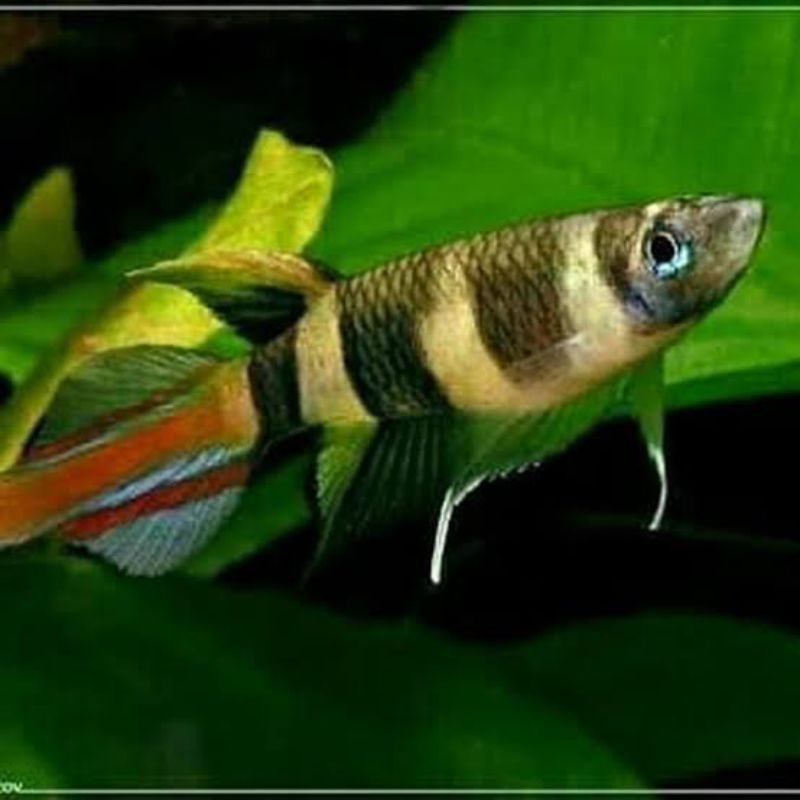 ikan roket anulatus