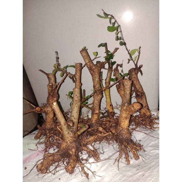 bahan bonsai hokianti bunga dongkelan