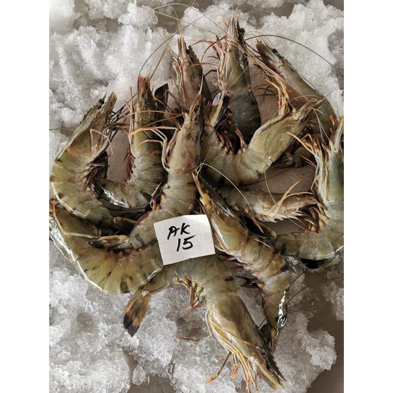 

udang windu / black tiger AK15 FRESH