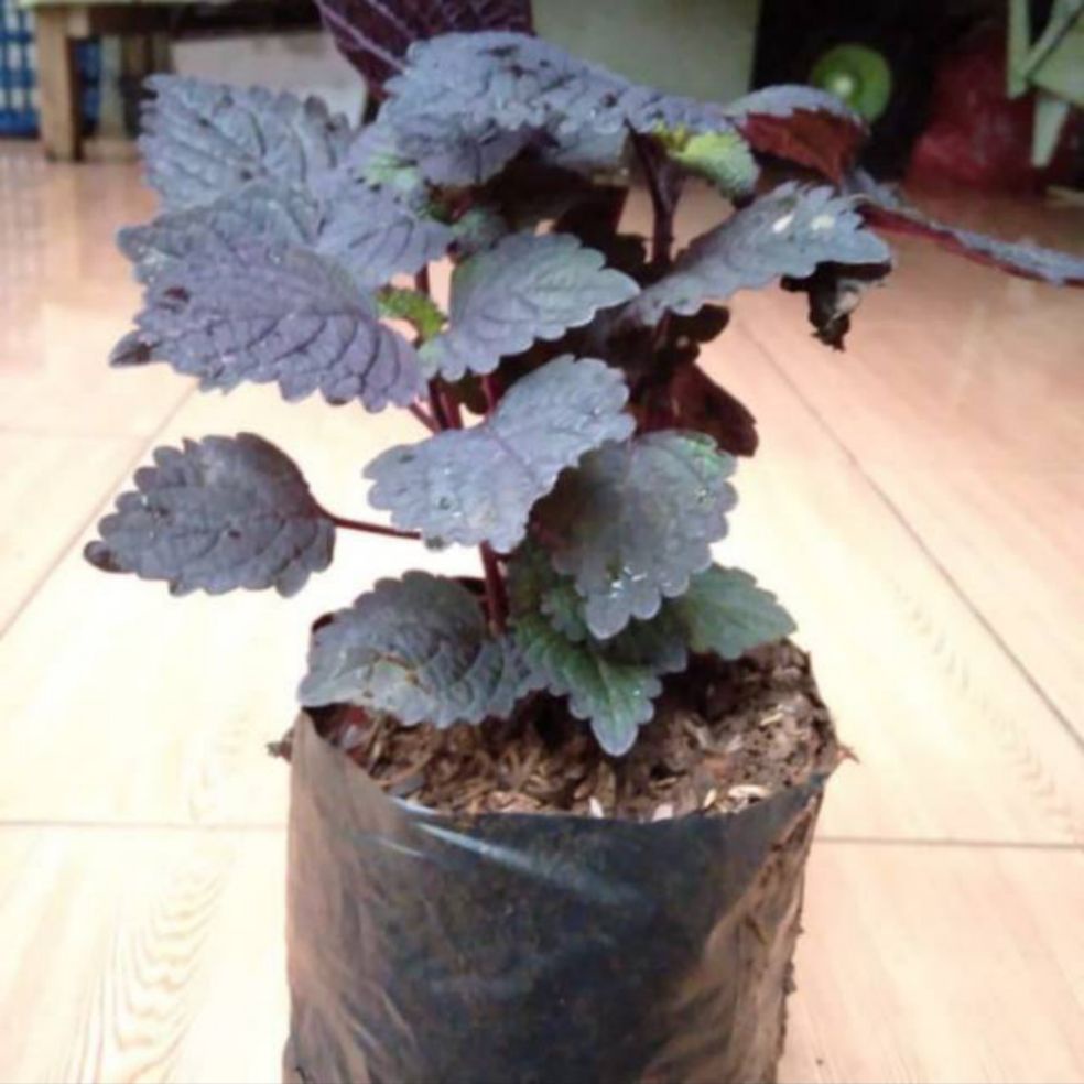 tanaman herbal miana ungu - tanaman miana - pohon miana ungu - pohon herbal