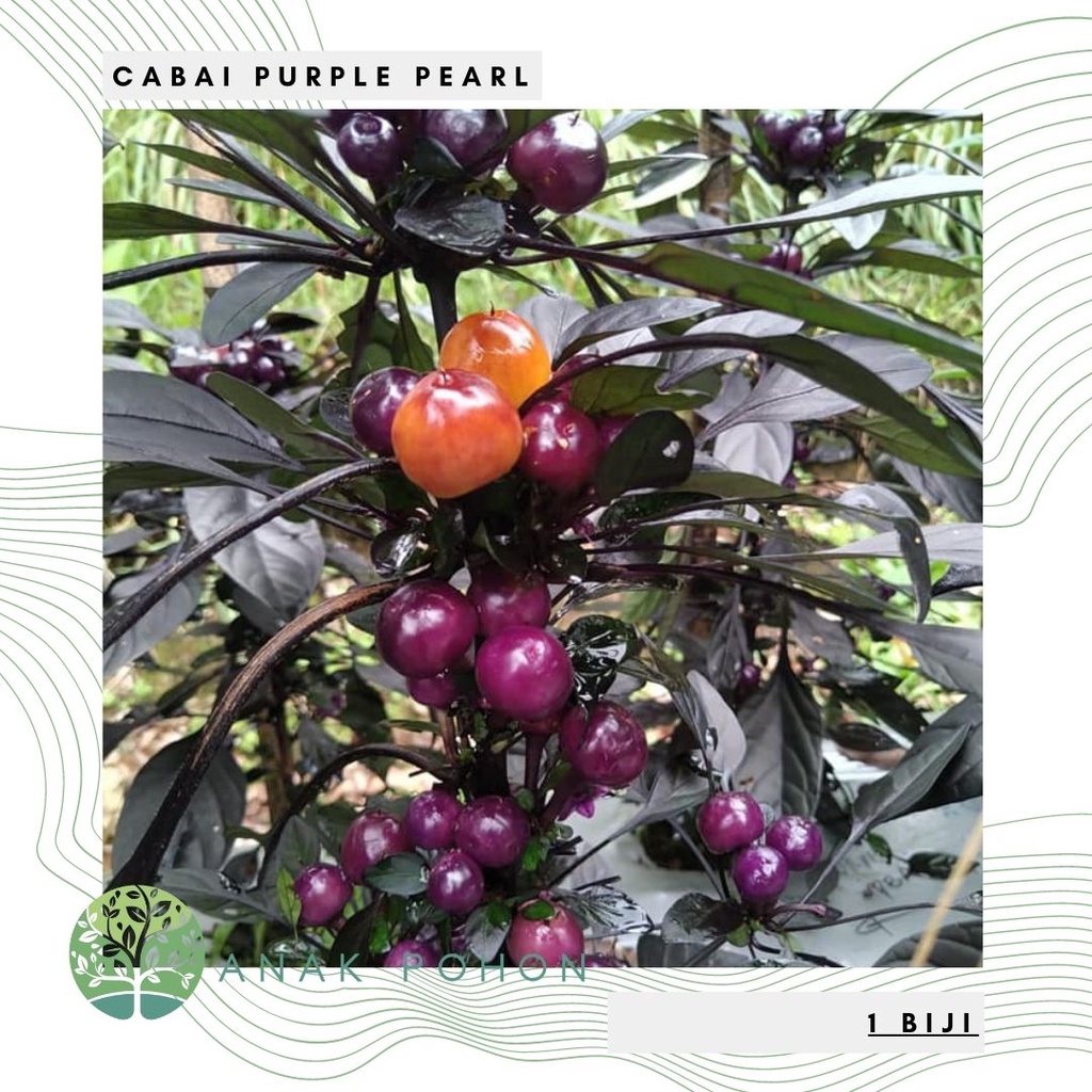 Benih Bibit Biji - Cabai Purple Pearl Cabe Pelangi Rainbow Ornamental Pepper Seeds - Buah Produktif