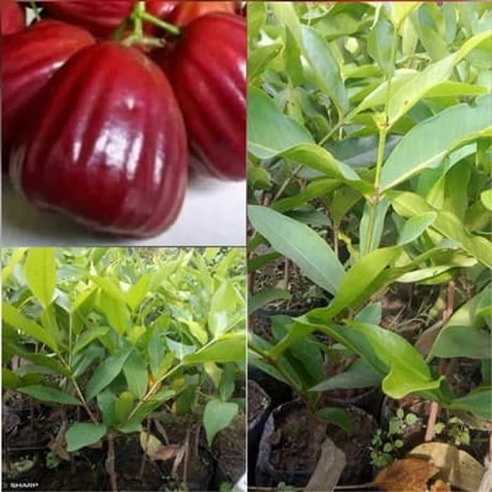 Bibit Jambu Air King Rose - Super Jumbo