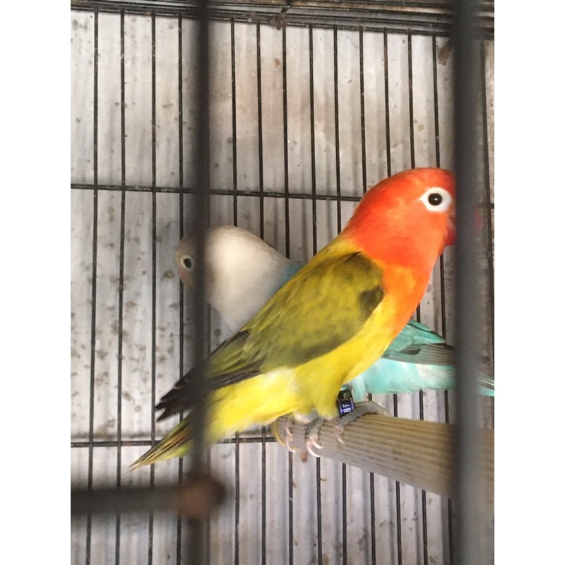 Sepasang Lovebird Biola Euwing Gold x Biola Blue