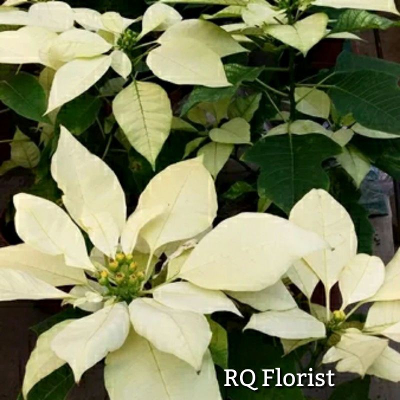 Tanaman Hias Kastuba Putih