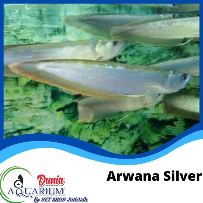 [[[BARU]]] Ikan Hias Arwana Arowana Silver Red Brazil Predator 18-20 cm