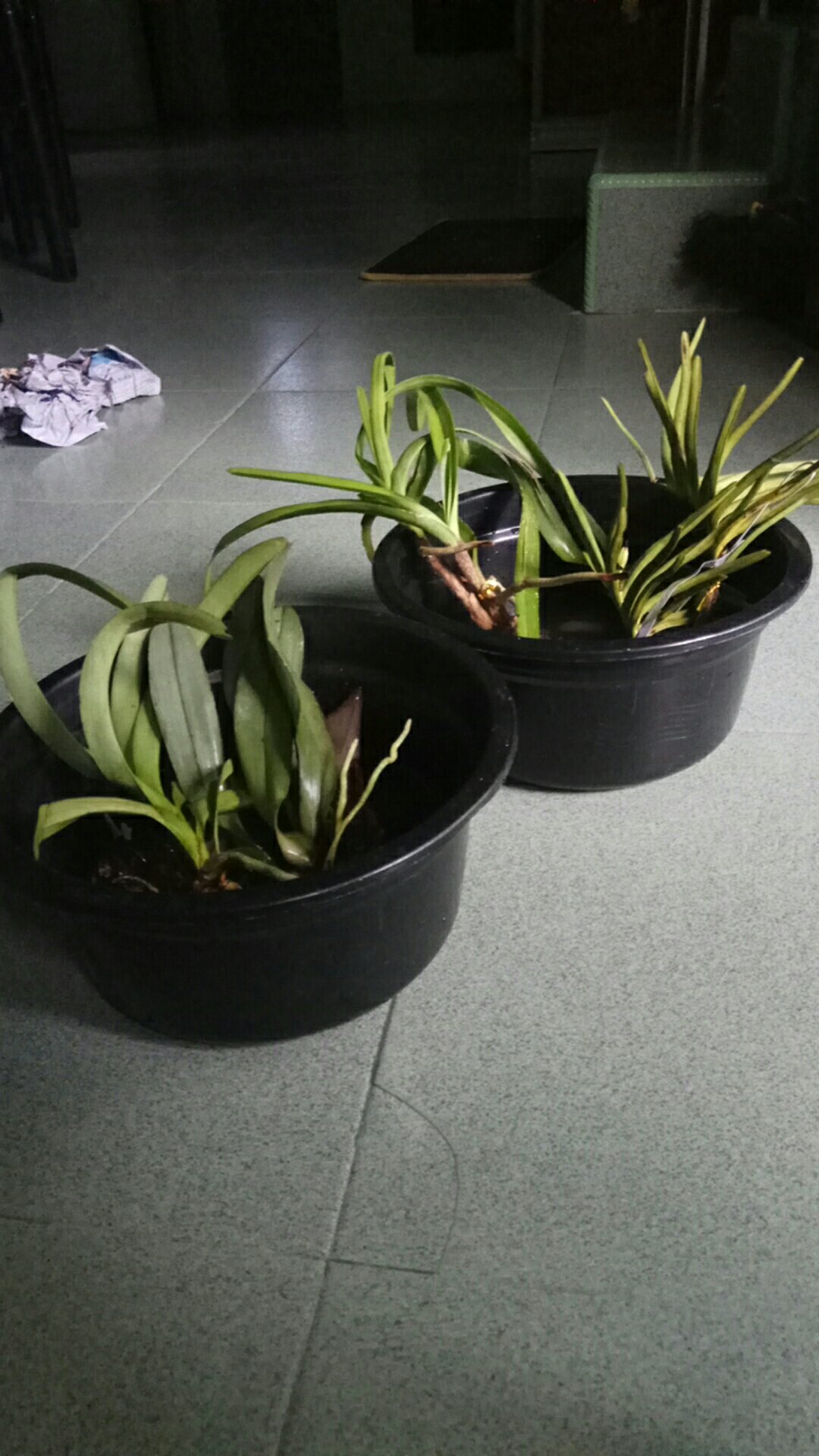 Anggrek Vanda Miniatum
