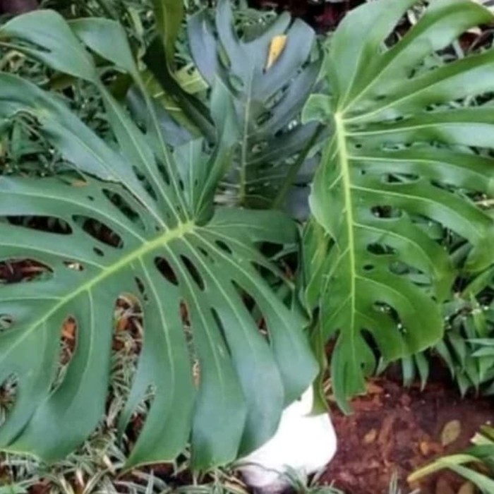 Monstera King Monstera Giant Shopee Indonesia
