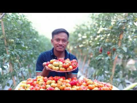 Benih-Bibit Tomat Keriting Gammara F1 (Cap Panah Merah)