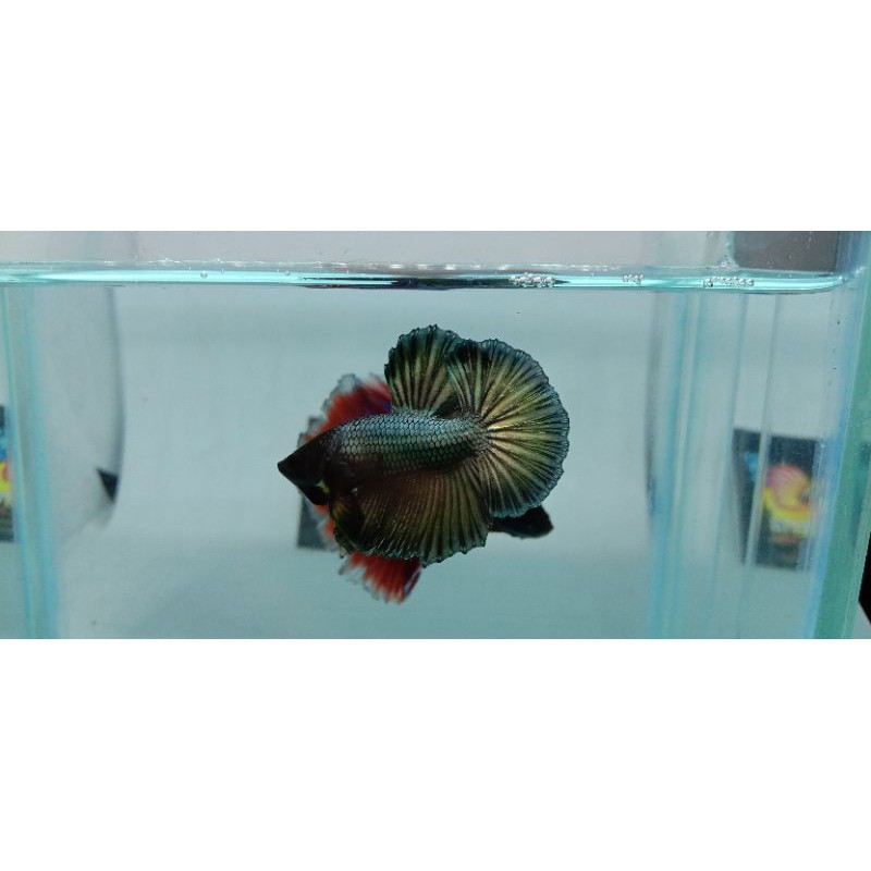 ikan cupang hm cooper