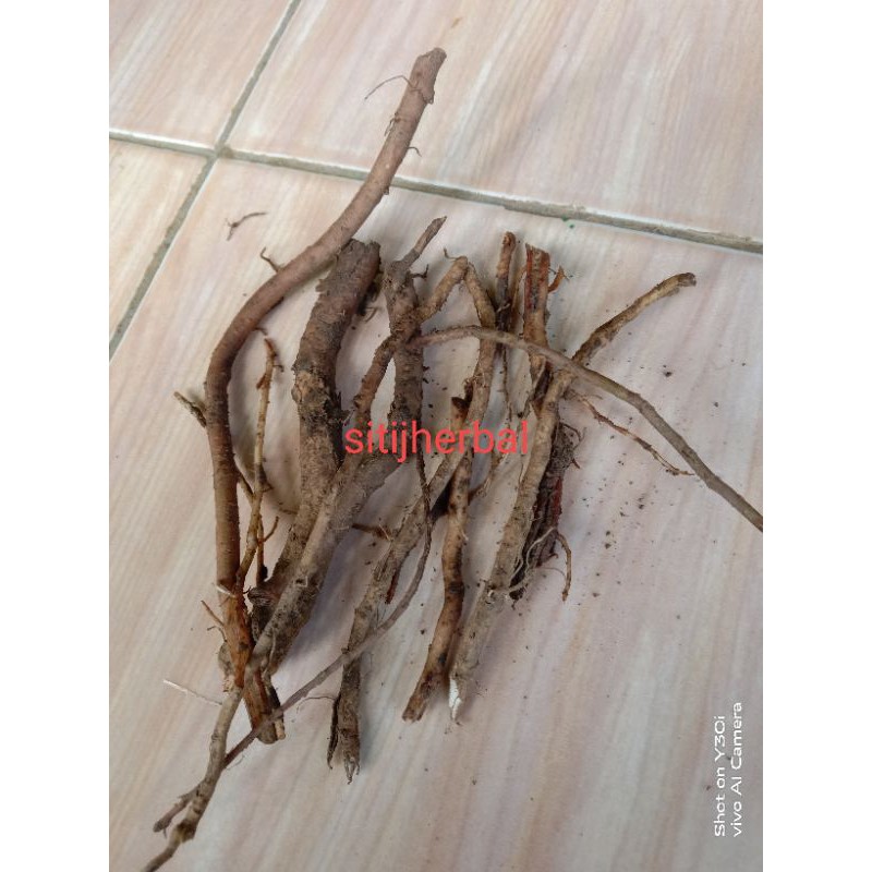 

akar srigunggu / senggugu 300 gram