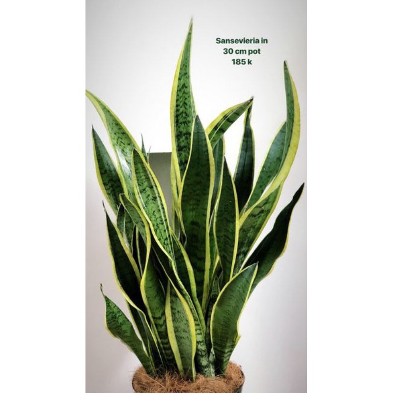 lidah mertua-tanaman hias lidah mertua free pot