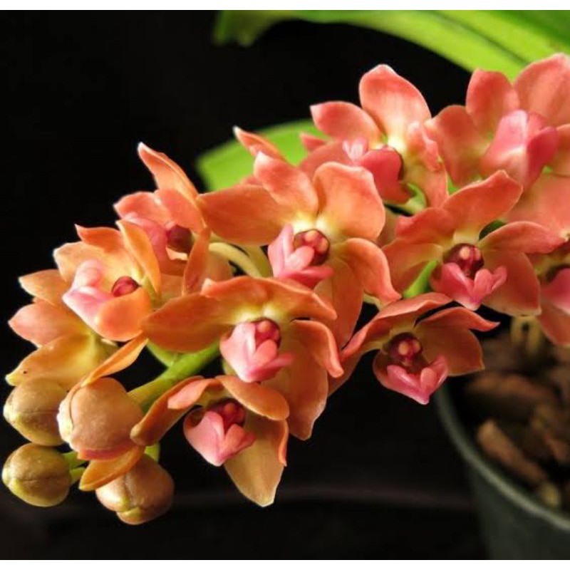 Anggrek Vanda Rhy Gigantea Orange Dewasa Siap Bunga