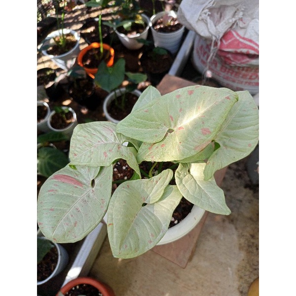 Syngonium milk confetti