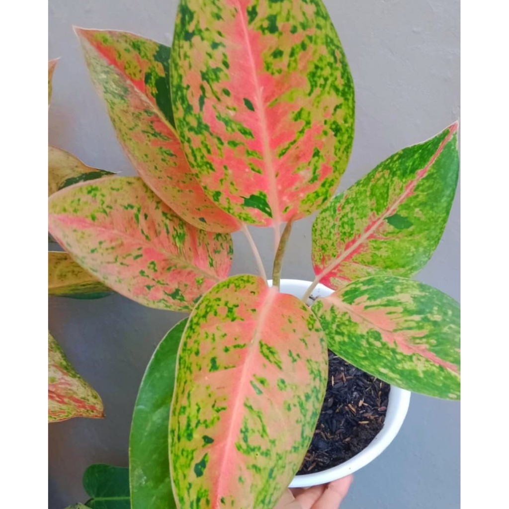  aglonema  big  roy  aglaonema  big  roy  aglonema  lulaiwan 