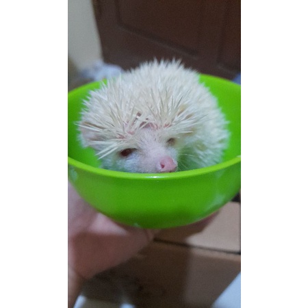 Landak Mini albino indukan betina