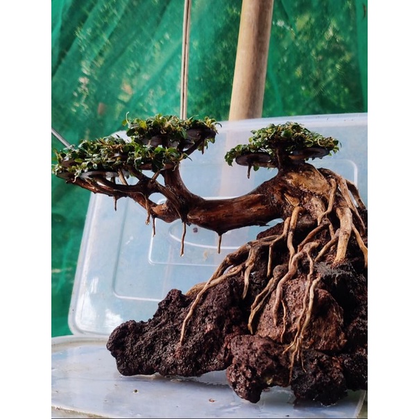 [SOLD] Bonsai Aquascape full daun bucephalandra super mini