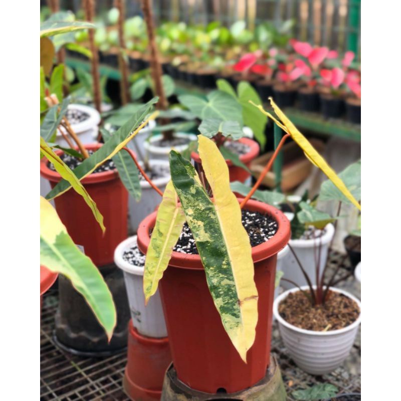 Bonggol philodendron kabelbusi varigata