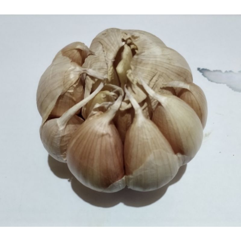 

BAWANG PUTIH 1000g
