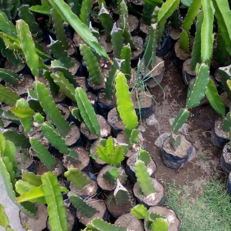 BIBIT BUAH NAGA KUNING SUPER UNGGULAN