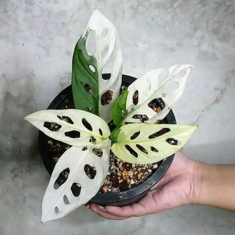 Bonggol Janda Bolong Variegata