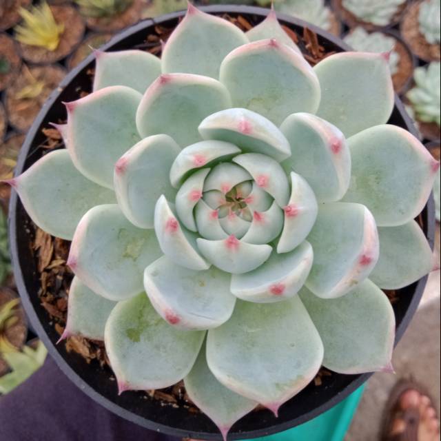 Sukulen - echeveria chihuahuaensis
