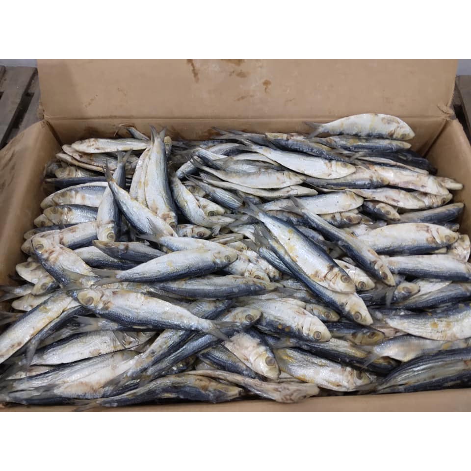 

Ikan asin tembang eceran 250 g, 500 g, 1kg