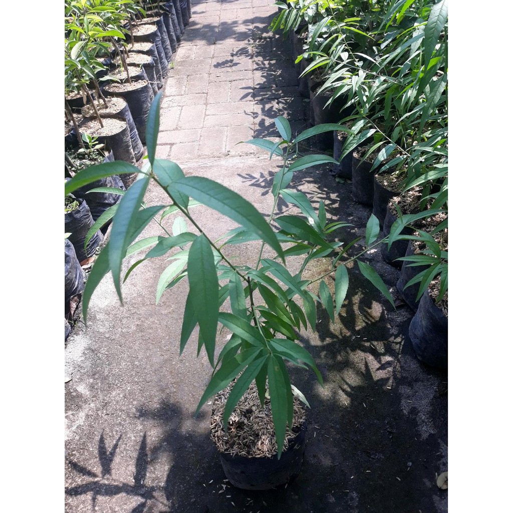 Bibit Buah Bibit Buah Persik Peach Ro*