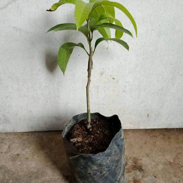 Bibit Mangga Golden