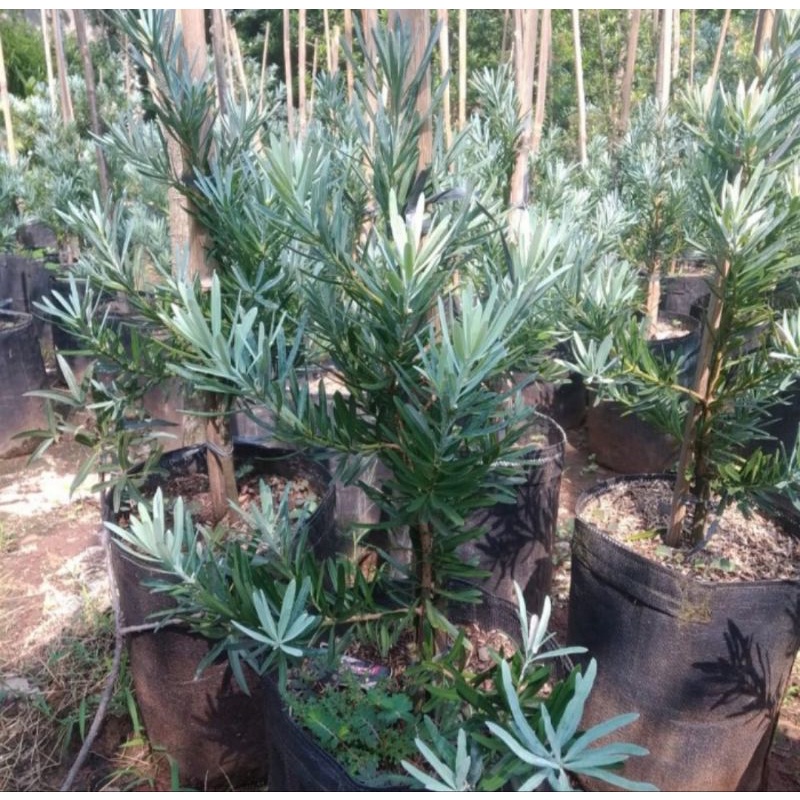 Pohon Lohansung Blue Ice Tanaman Hias Lohansung Blue Ice / Lohansung Silver