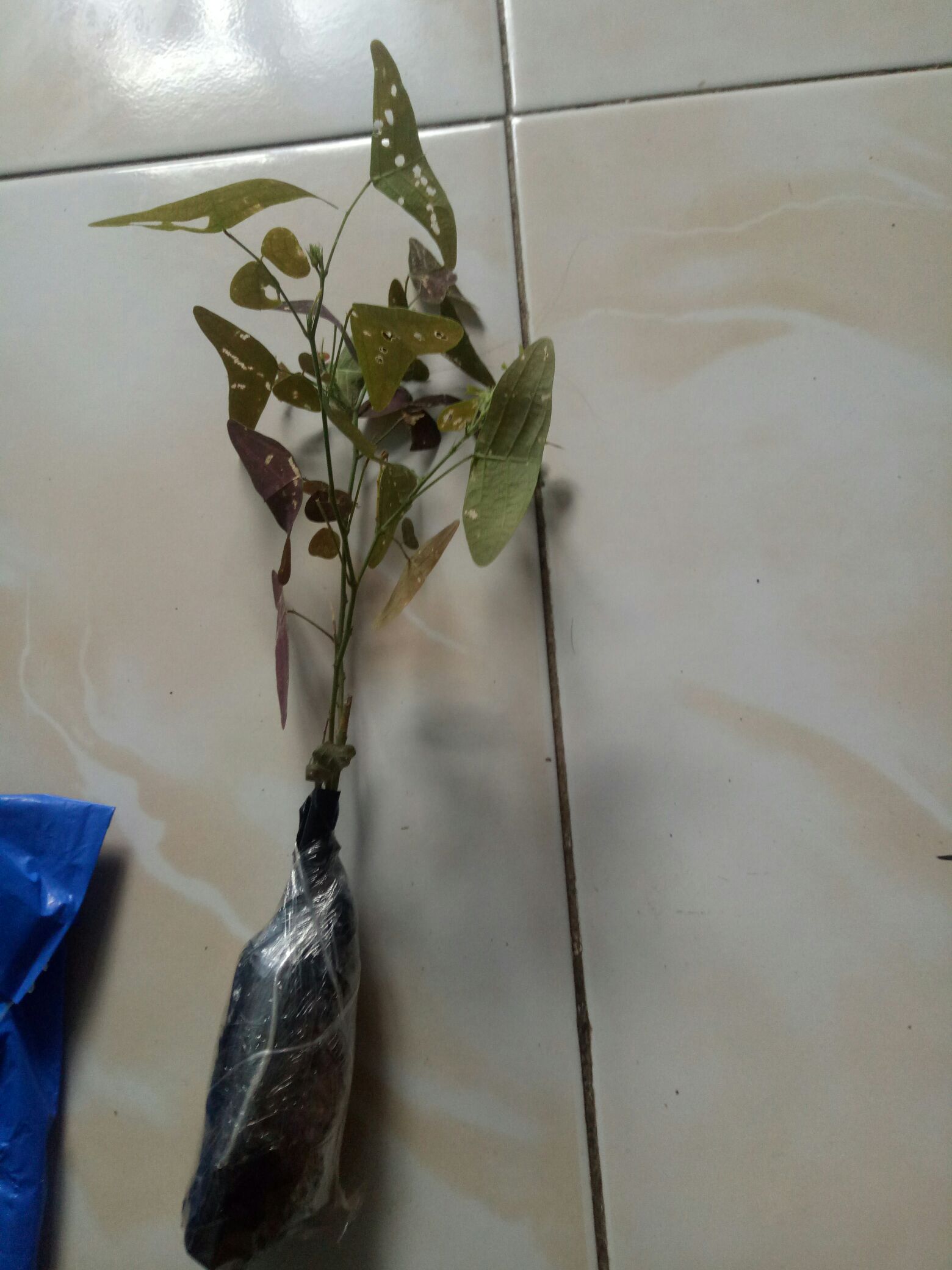 Tanaman Hias Gantung Kupu Kupu - Oxalis Triangularis