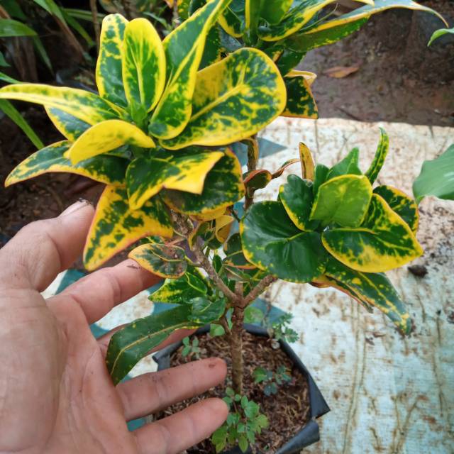 POHON PURING JENGKOL-tanaman puring jengkol