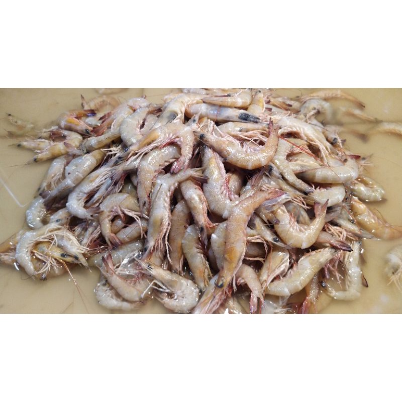 

Udang Swallow