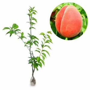 bibit Buah Persik