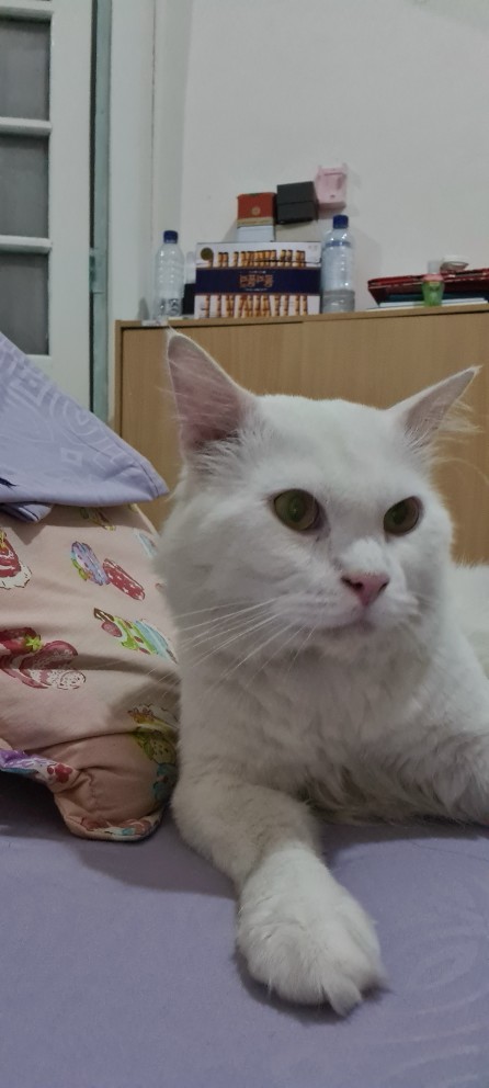 Bastis Refill Untuk Lint Roller