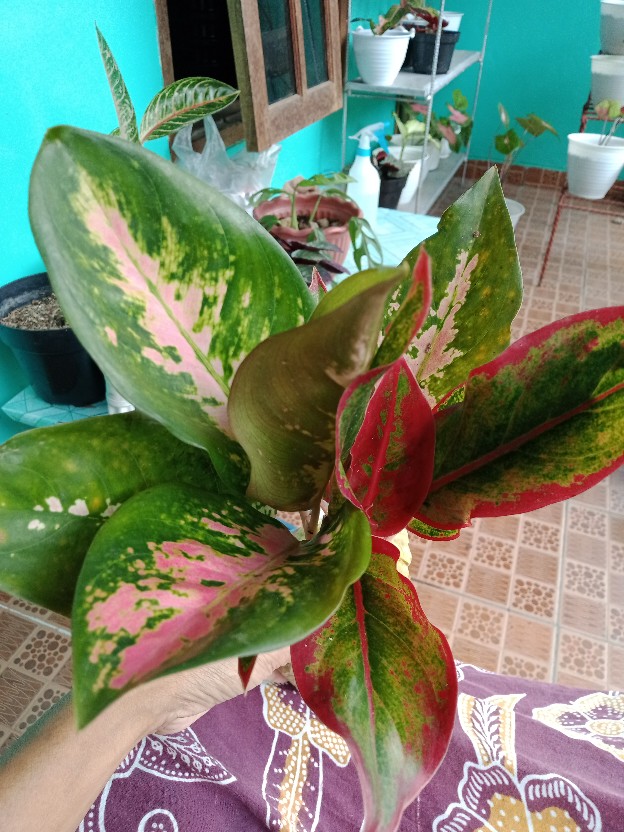 Jual Aglonema Kochin Hibrid