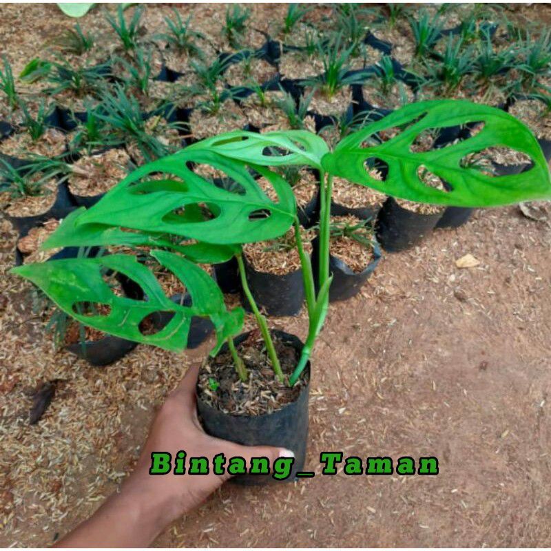 Tanaman hias monstera janda bolong-monstera janda bolong