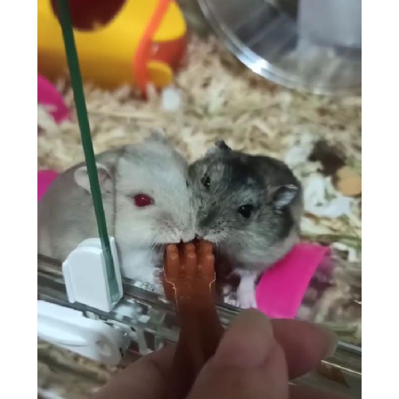 HAMSTER - GNAWING CHEW HAMSTER