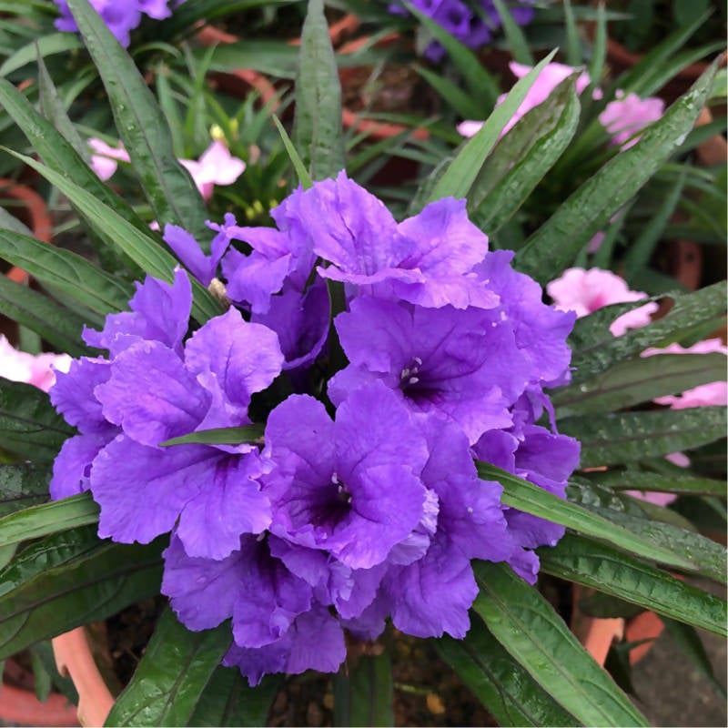 Tanaman bunga rawelia pendek bunga ungu,ping,putih cantik murah