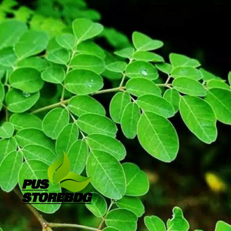 

DAUN KELOR SEGAR MURNI PAKET 500 gram